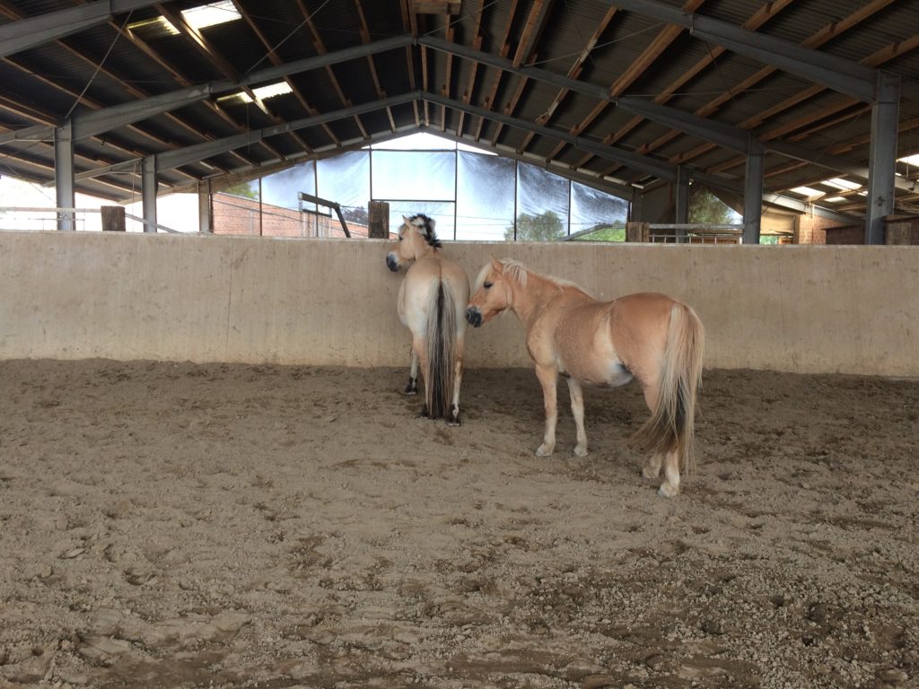 Zwei Ponys in der Reithalle.